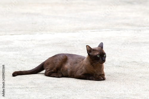 Korat or Si Sawat is a kind of siamese cat which its body is semi-cobby with shorthair. It is a smart cat. Thai people believe that who raises this cat in the house will get lucky.