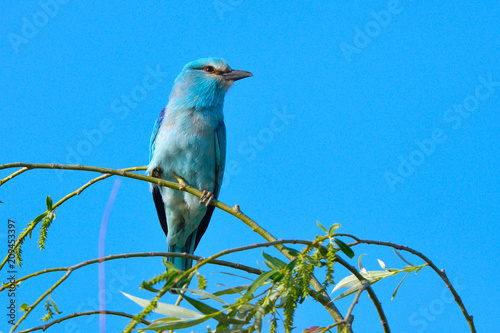 European blue roller on a branch © Iliuta