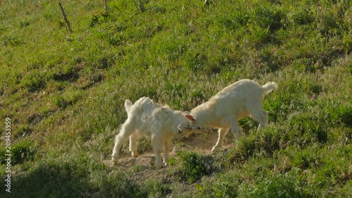 Small goats butt small horns