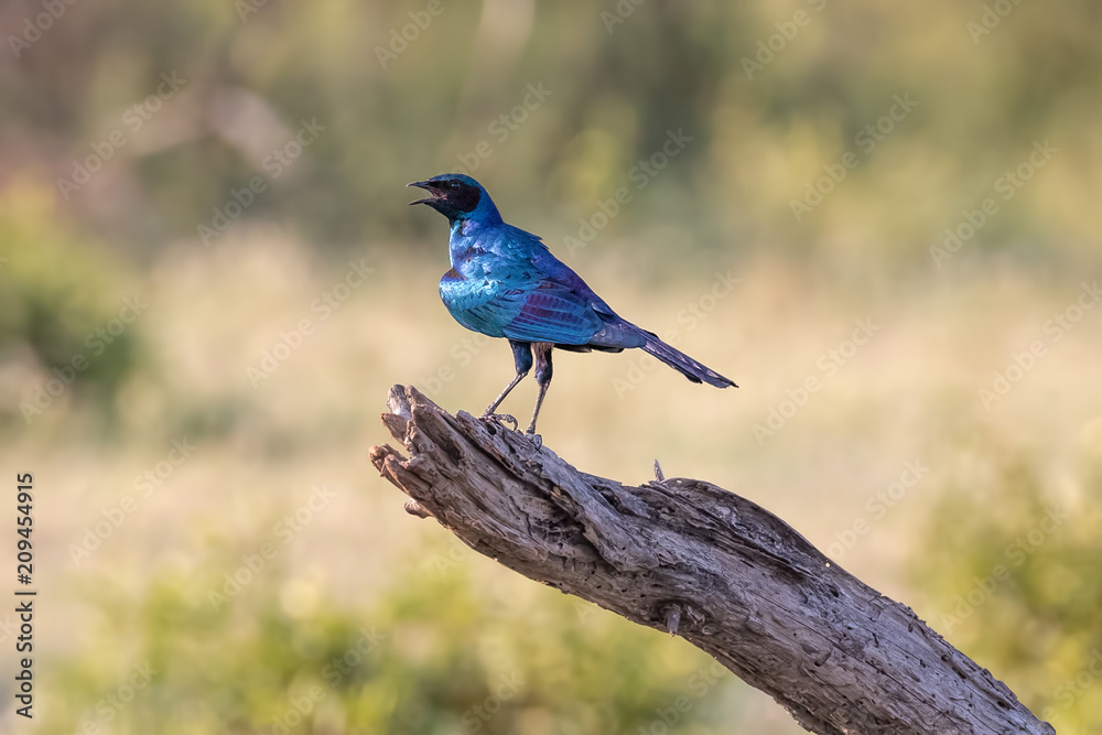 Burchell's starling (Lamprotornis australis) singing on branch