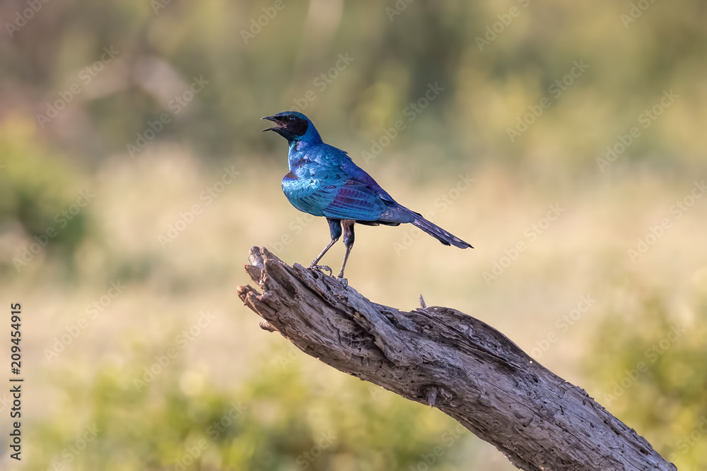 Burchell's starling (Lamprotornis australis) singing on branch Burchell's starling (Lamprotornis australis) singing on branch