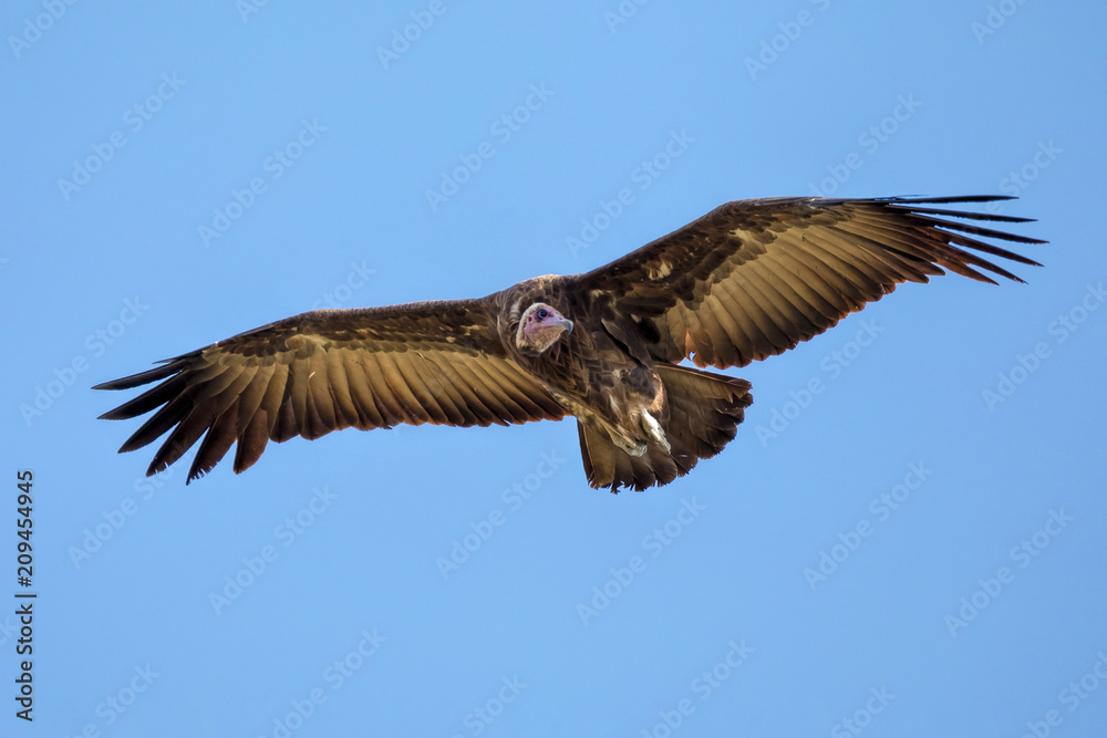 Obraz premium Hooded Vulture (Necrosyrtes monachus) in flight