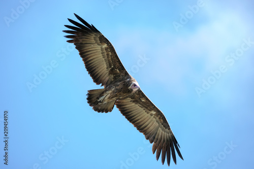 Hooded Vulture (Necrosyrtes monachus) in flight © jgolby