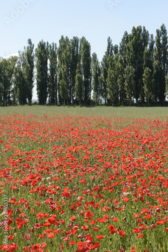 Fototapeta Naklejka Na Ścianę i Meble -  Amapolas en el campo en un día soleado