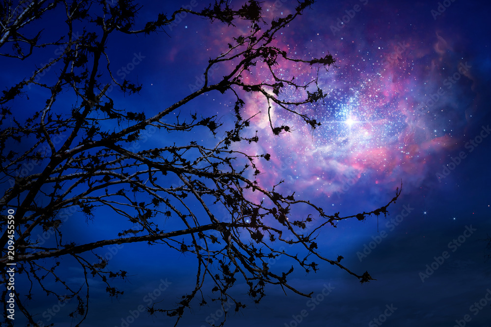 Galaxy on night sky back silhouette dry tree