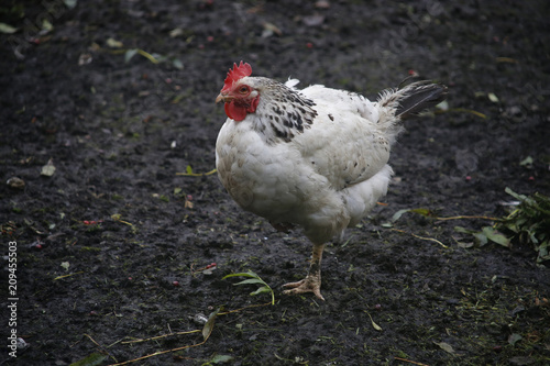 Hens