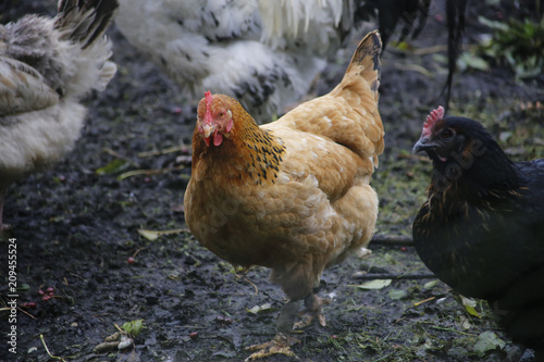 Hens