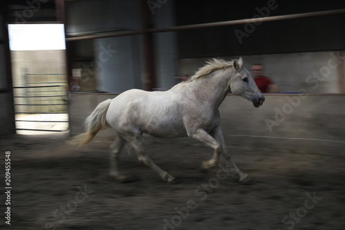 Horse movement