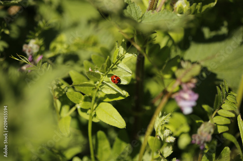 ladybird