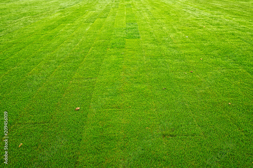 Fresh green lawn