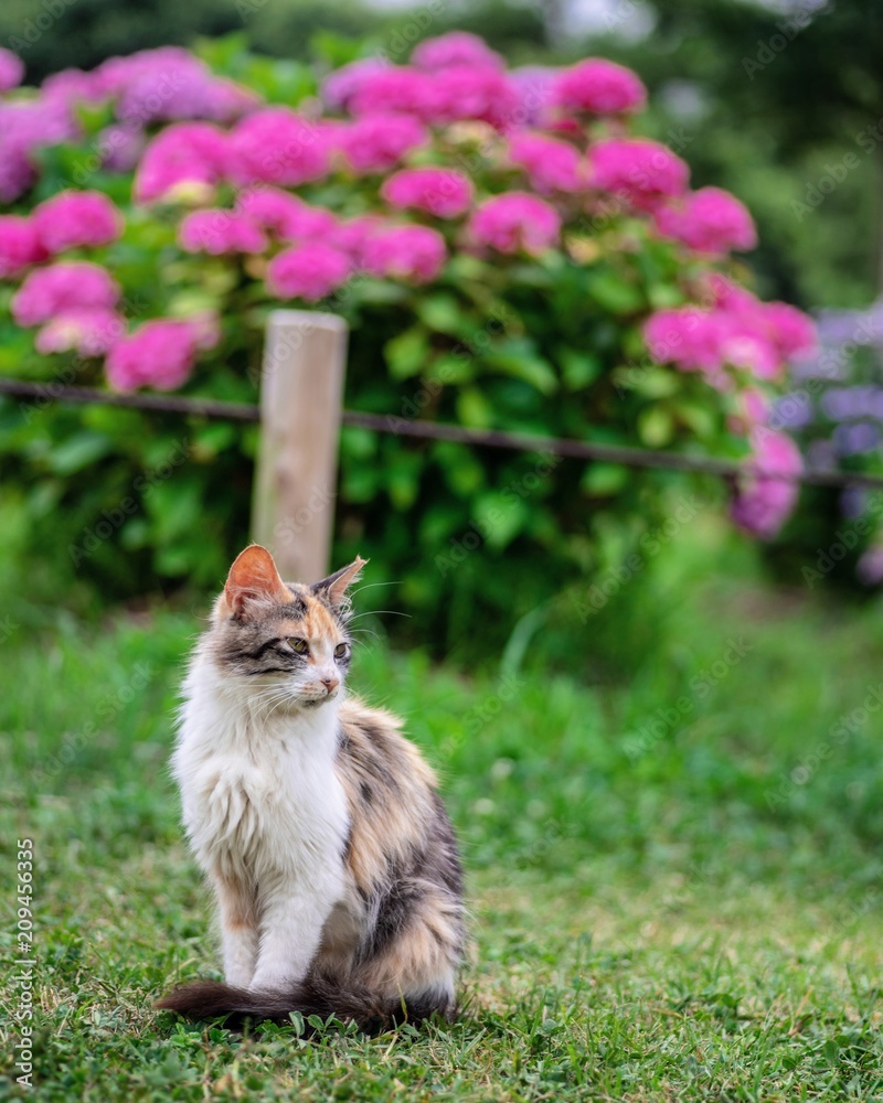 紫陽花と猫 Stock Photo Adobe Stock 紫陽花と猫 Stock Photo Adobe Stock
