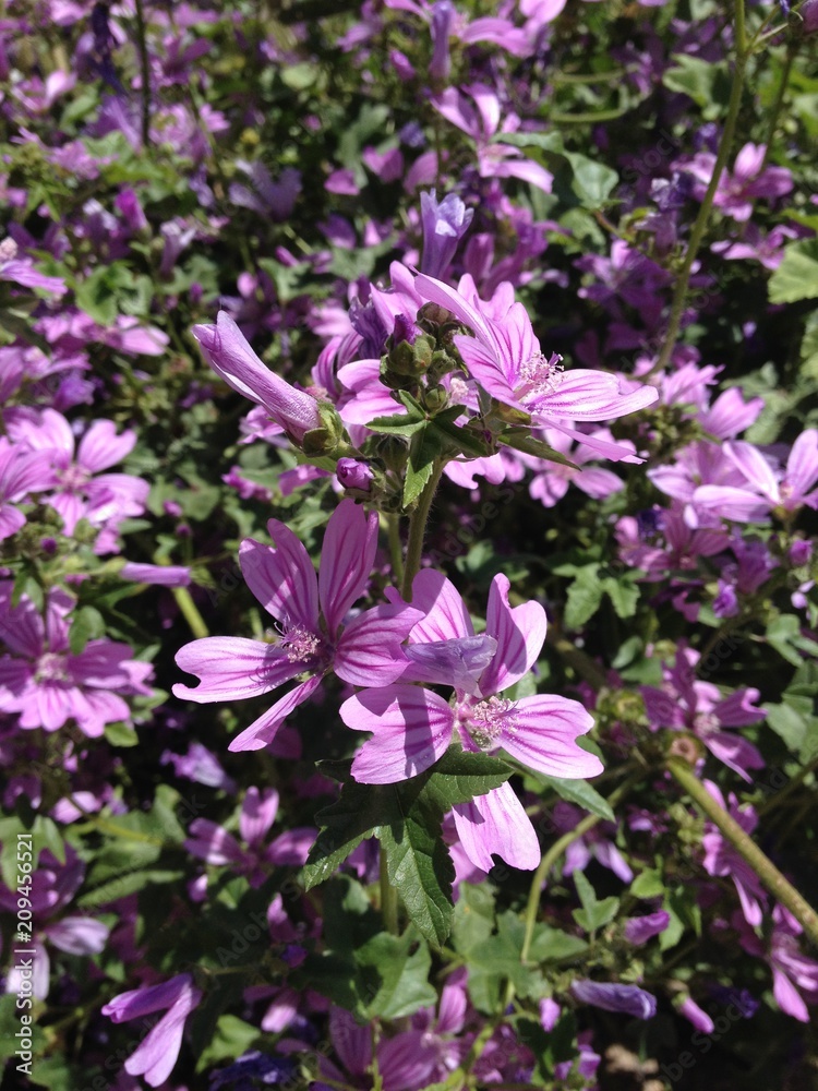 Flores en el campo de color violeta