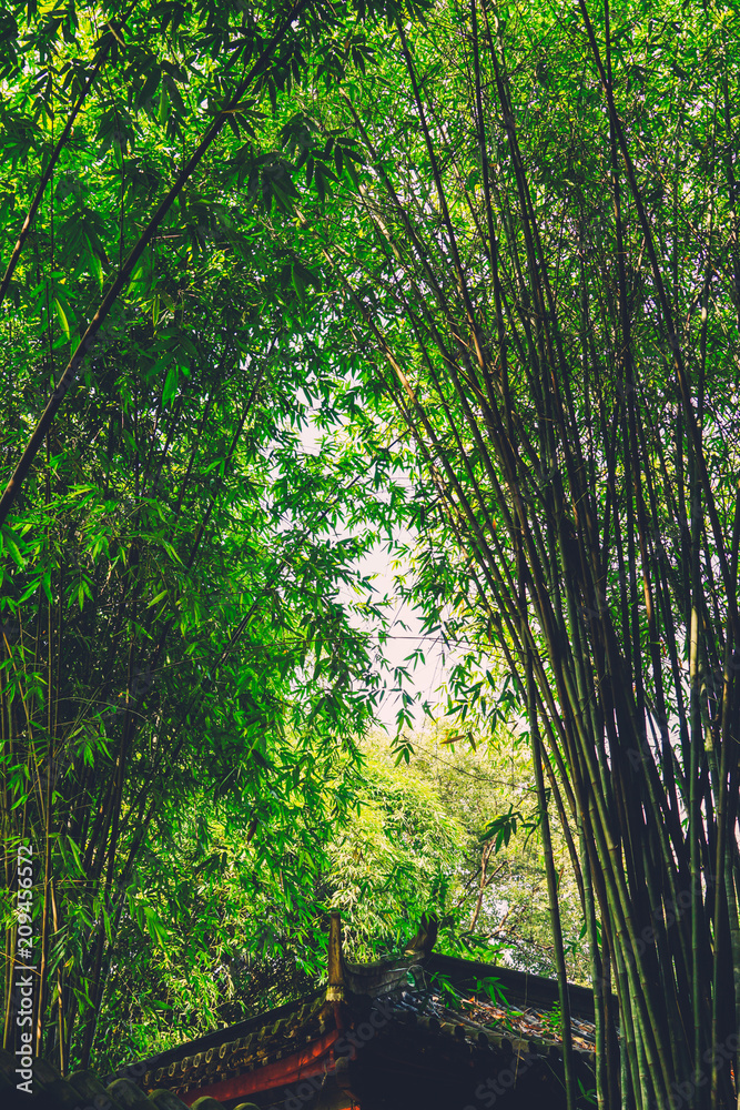 Obraz premium bomboo road