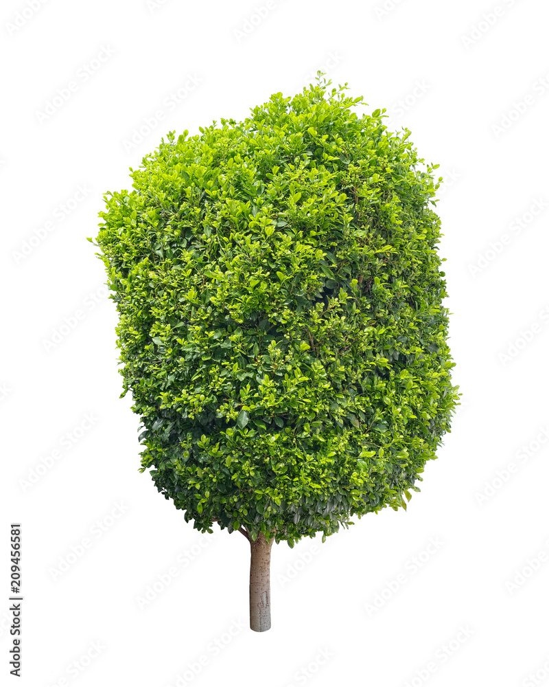 Buxus Sempervirens common known as Boxwood tree, isolated on white background Buxus Sempervirens common known as Boxwood tree, isolated on white background
