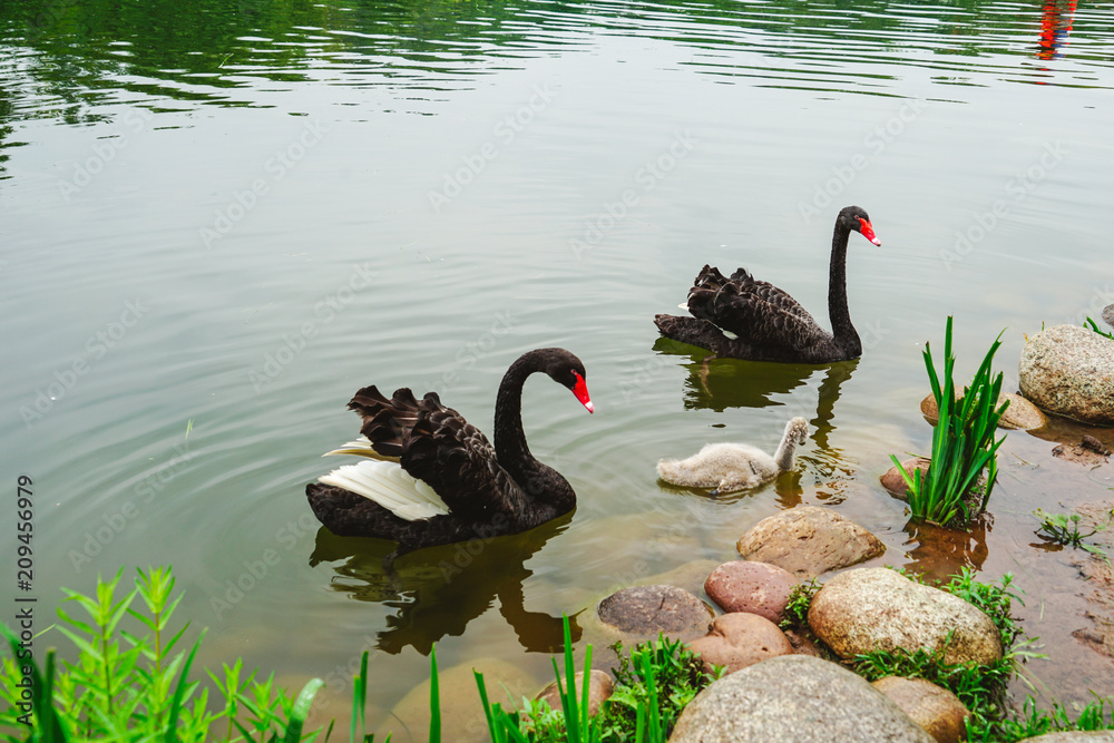 Fototapeta premium swan