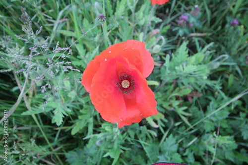 siingle flower head of a poppy in the sun along the road in the Netherlands. photo