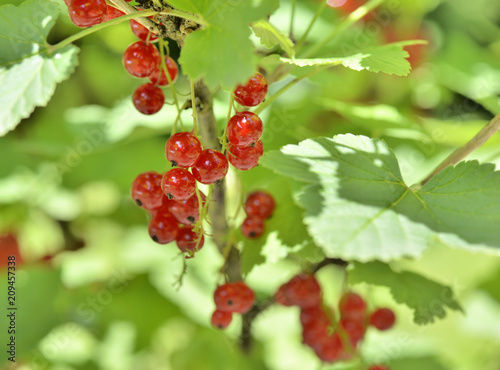 ripe red currants in the branch and leaf