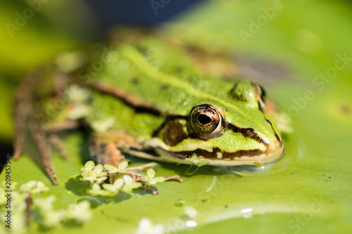 Frog in the sun