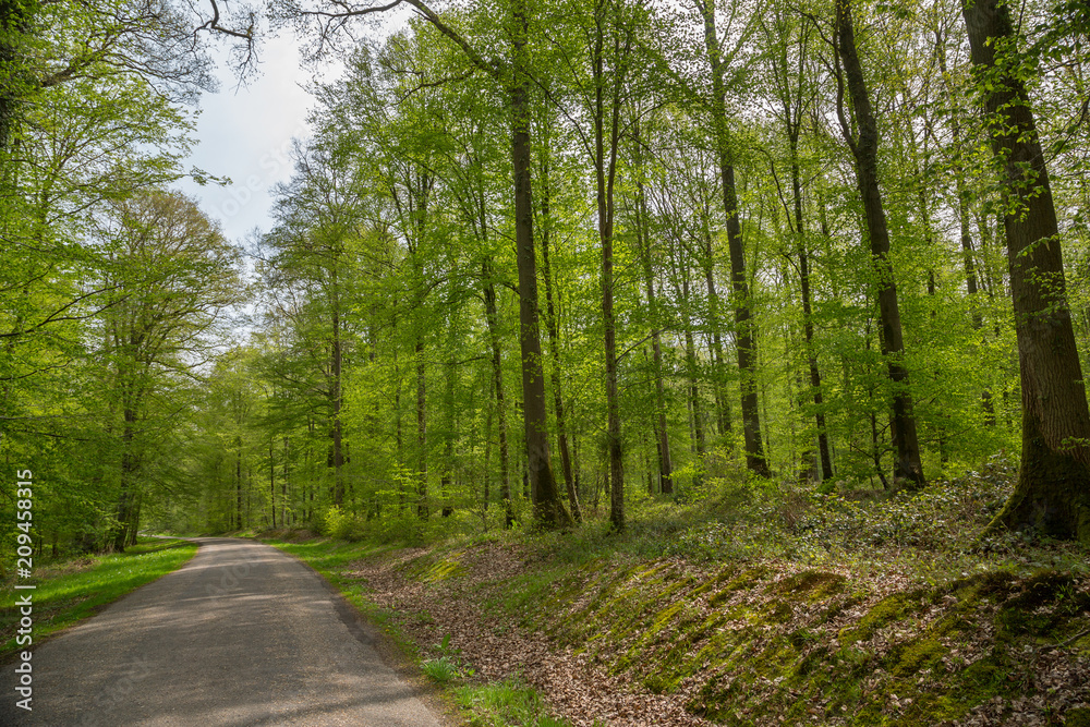 Narrow peaceful road through a forest in Normandy, France Narrow peaceful road through a forest in Normandy, France