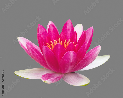 Canvas Print Purple flower of Nymphaea common known as Water Lily, isolated on gray