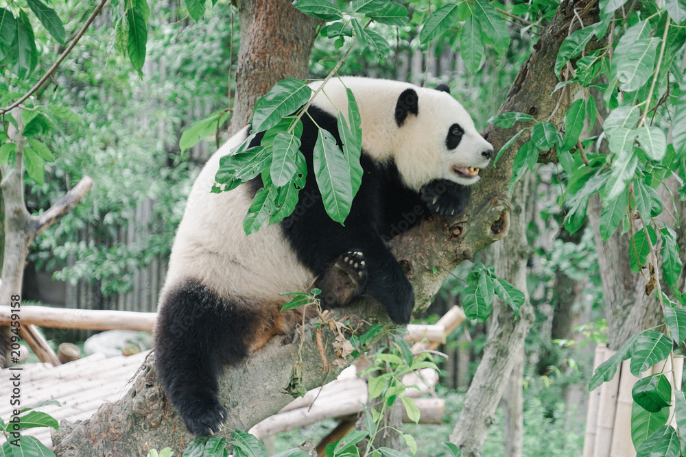 Obraz premium panda