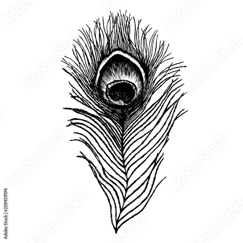 Peacock feather sketch. Hand drawn vector illustration.