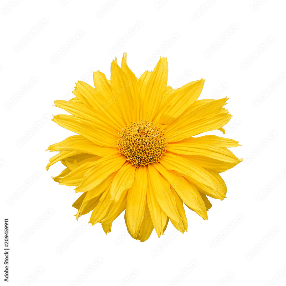 Flower of Heliopsis helianthoides, also known as Yellow Daisy, isolated on white Flower of Heliopsis helianthoides, also known as Yellow Daisy, isolated on white