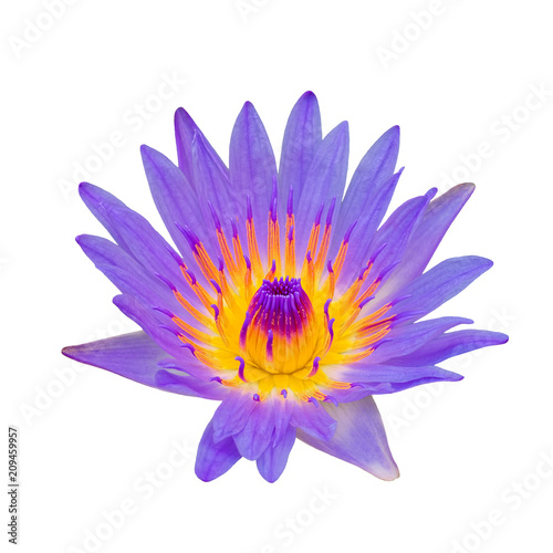 Nymphaea caerulea, or Blue lotus, or blue Egyptian water lily, isolated on white