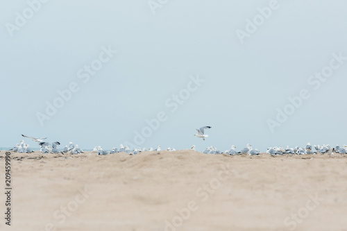 A lot of  seagulls on the beach of Lake Michigan. Space for text