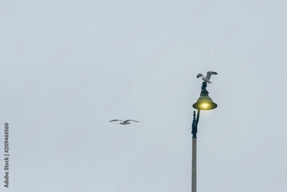 Alone gull on a illumination lantern Alone gull on a illumination lantern