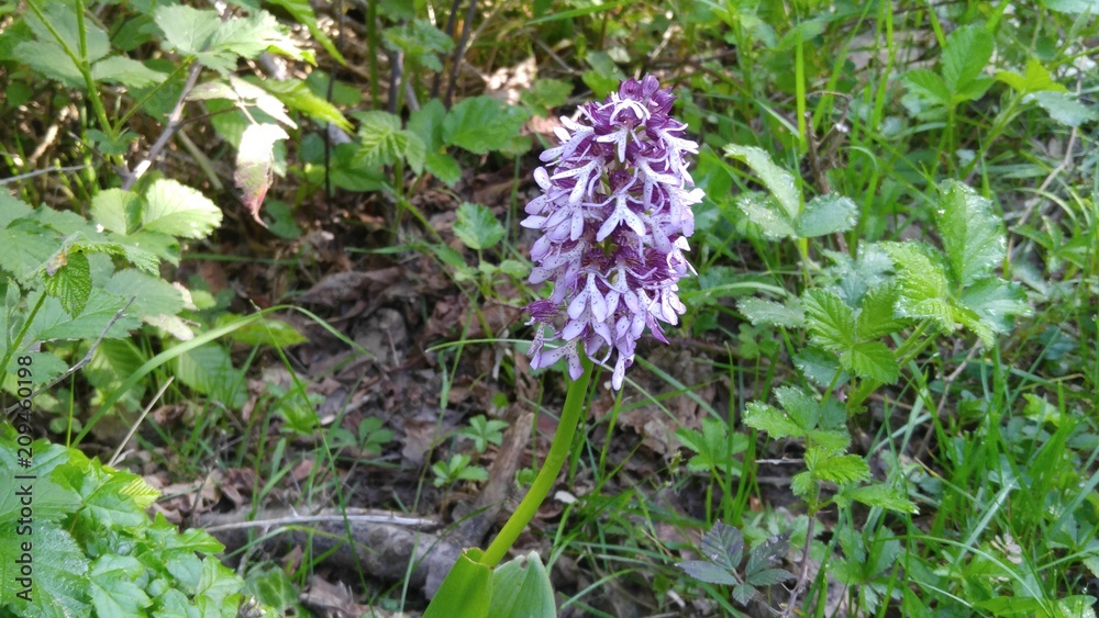 Hyacinth - genus of plants of the family Asparagus. Hyacinth - genus of plants of the family Asparagus.