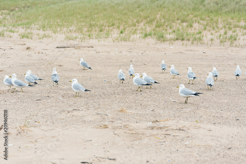 A lot of seagulls on the beach of Lake Michigan. Space for text