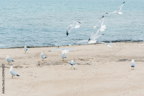 A lot of  seagulls on the beach of Lake Michigan. Space for text © flowertiare