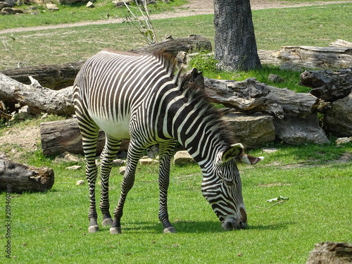 Zebra beim grasen