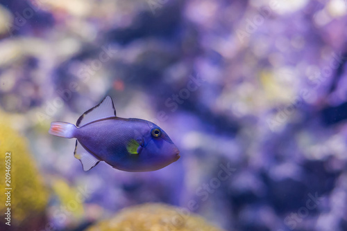Beautiful Lagoon triggerfish, Blackbar, Picasso, Bora Bora, French Polynesia. photo