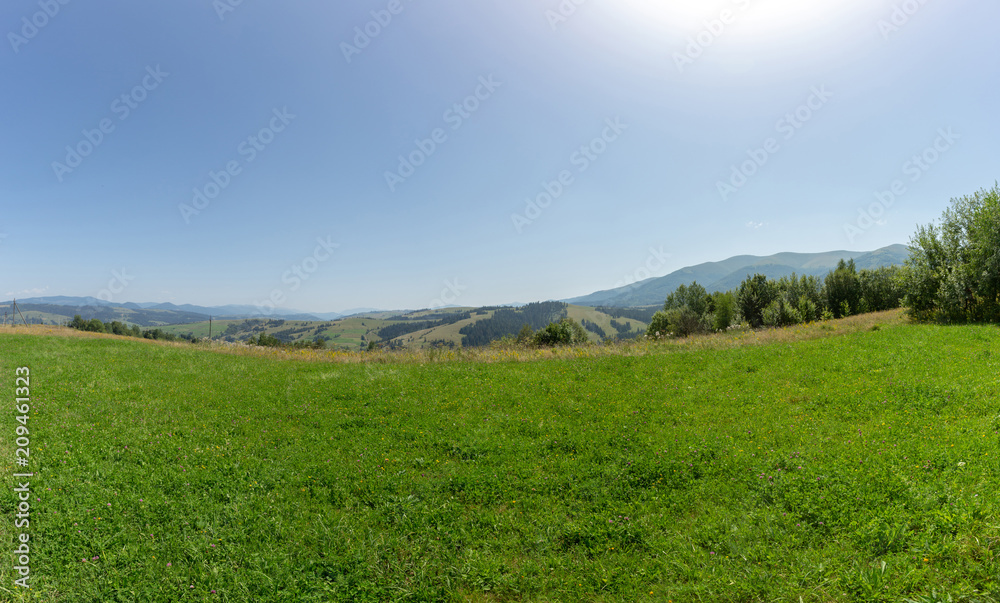 Green meadow and mown grass.