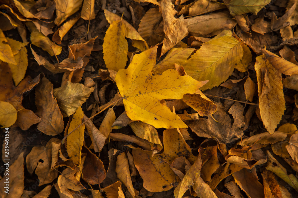 The leaf The leaf