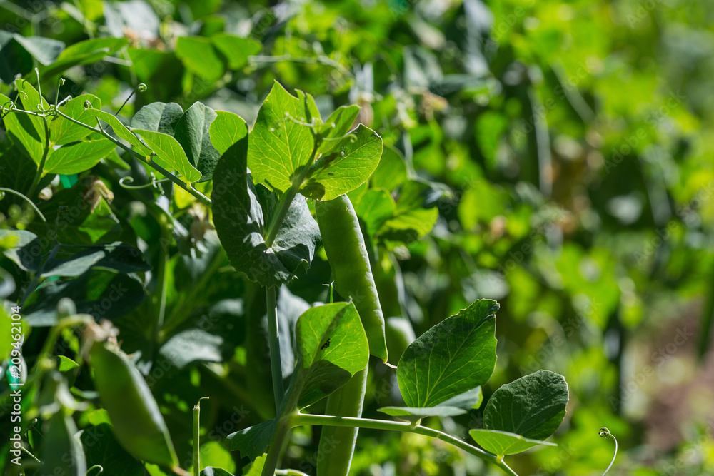 Obraz premium Petits pois