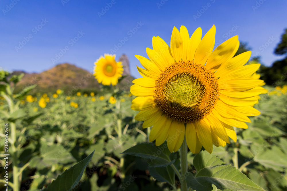 Closeup Beautiful of a Sunflower or Helianthus in Sunflower Field, Bright yellow sunflower Lopburi, Thailand