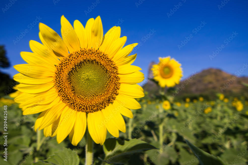 Closeup Beautiful of a Sunflower or Helianthus in Sunflower Field, Bright yellow sunflower Lopburi, Thailand