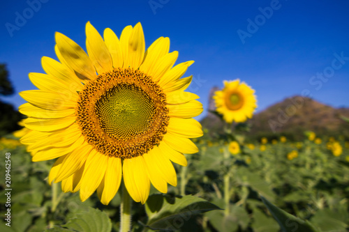 Closeup Beautiful of a Sunflower or Helianthus in Sunflower Field  Bright yellow sunflower Lopburi  Thailand