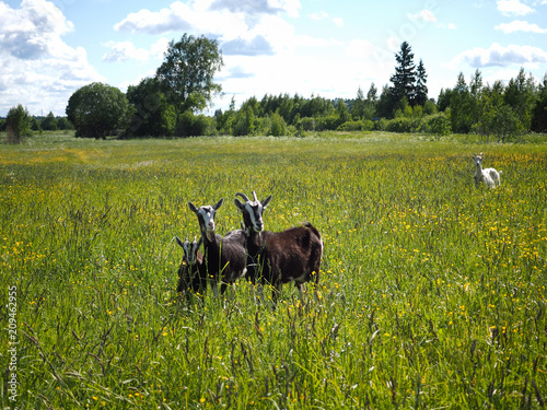 Family goats grazing in the field. Blue sky. Cute and happy animals