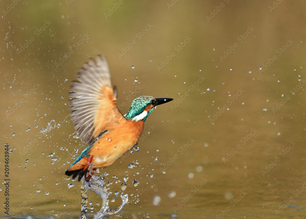 Fototapeta premium カワセミの水浴び