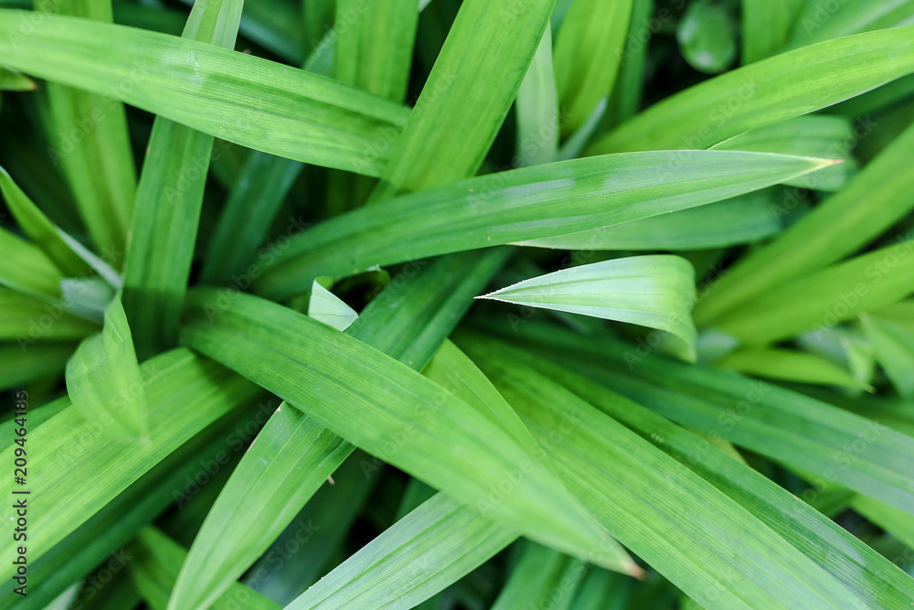 Group green pandan leaves or Pandanus amaryllifolius Group green pandan leaves or Pandanus amaryllifolius