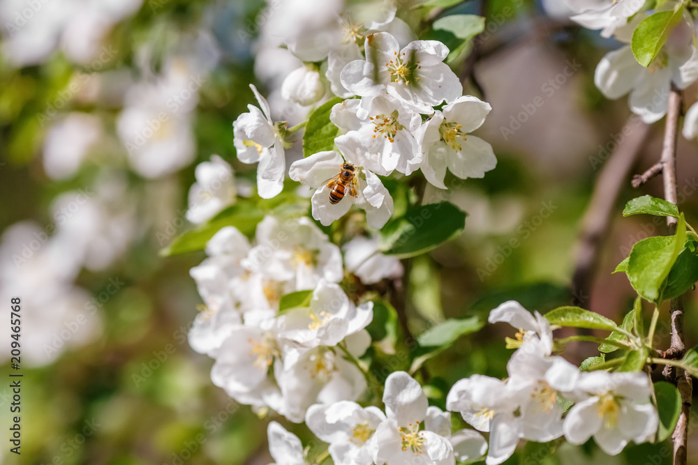 Bee pollinating branch of spring apple tree with white flowers Bee pollinating branch of spring apple tree with white flowers