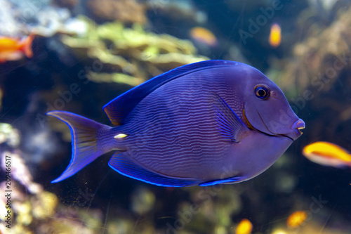 Blue tang (Acanthurus coeruleus), a surgeonfish or Atlantic blue tang, blue barber, blue doctor, blue doctorfish, yellow barber, and yellow doctorfish, found in Atlantic Ocean