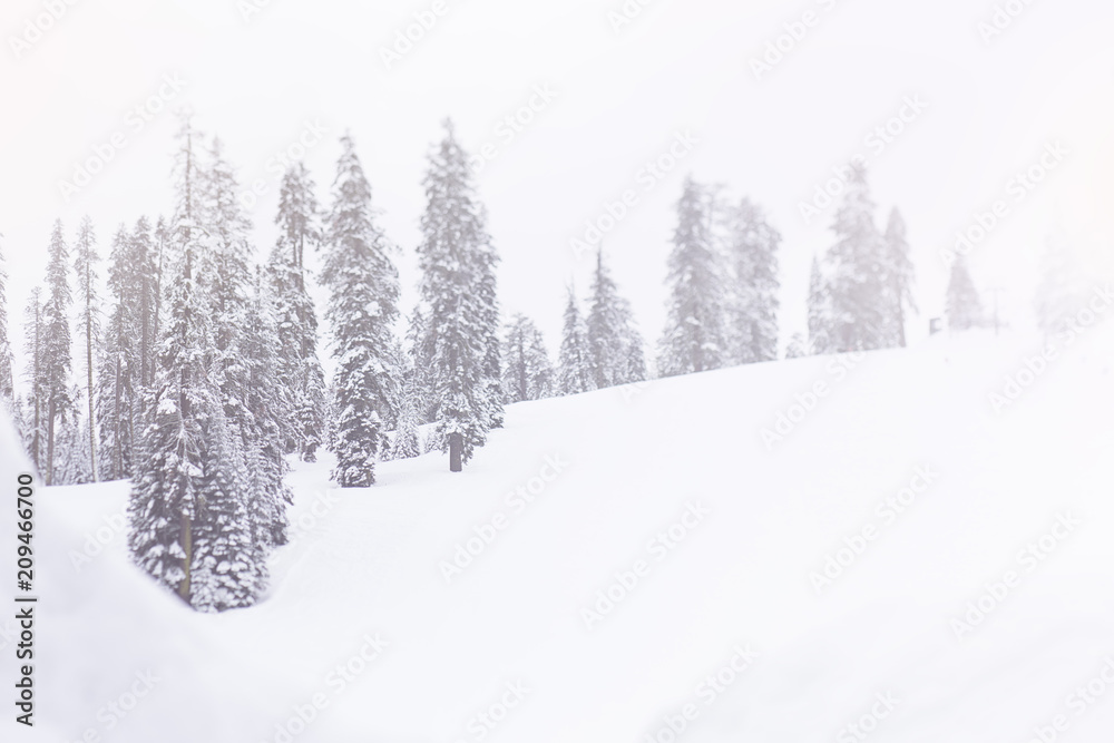 Fototapeta premium Snowy covered trees on a mountain 