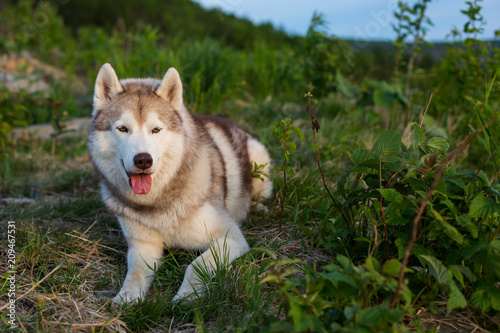 Image of free and prideful beige and white Siberian Husky dog lying on the hill in the green grass at sunset on mountain background