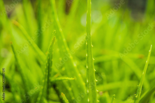 Background of gently green aloe leaf texture photo