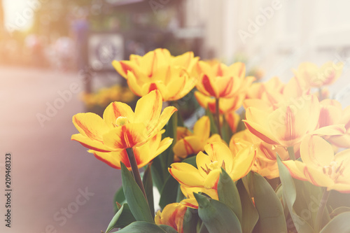 Fototapeta Naklejka Na Ścianę i Meble -  Tulips in Amsterdam